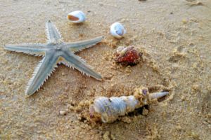 seashell sea beach sand