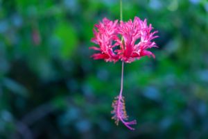 цветок, макро, лето, весна, тычинка, flower, macro, summer, spring, stamens, Тайланд,