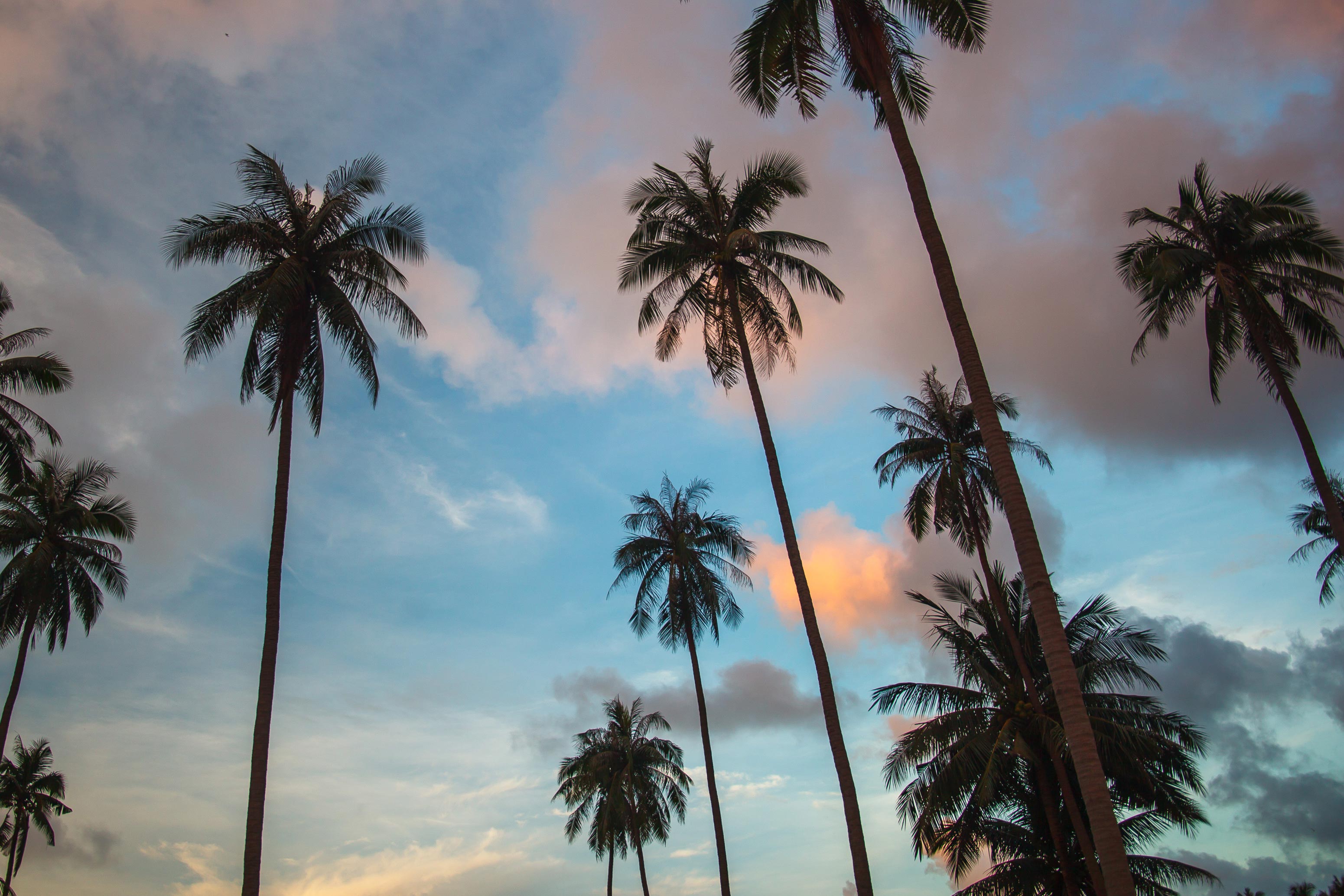 SAMUI, palm, sunset, vew, Thailand, Самуи, пальмы, закат, красота, природа