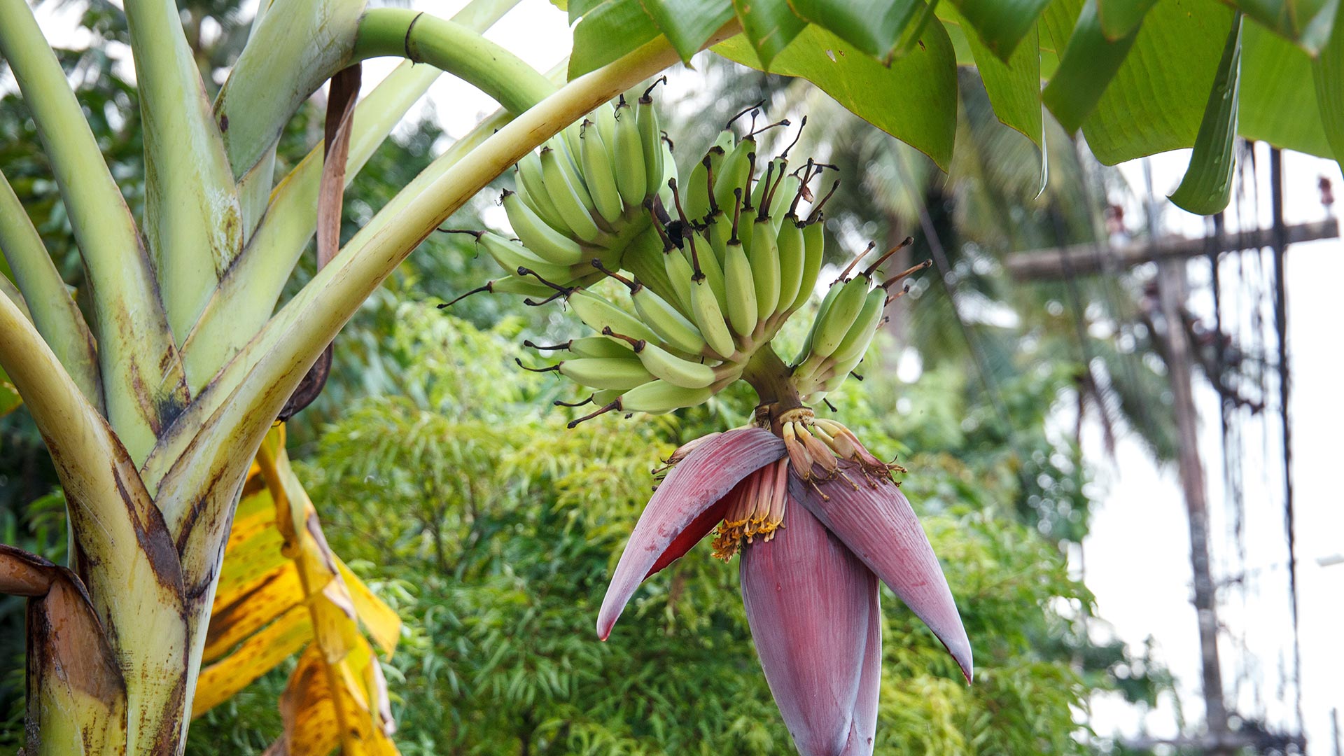 Бананы растут в россии. Банановая Пальма. Банановое дерево в Южной Америке. Банановая Пальма дерево. Банановая Пальма Южной Америки.