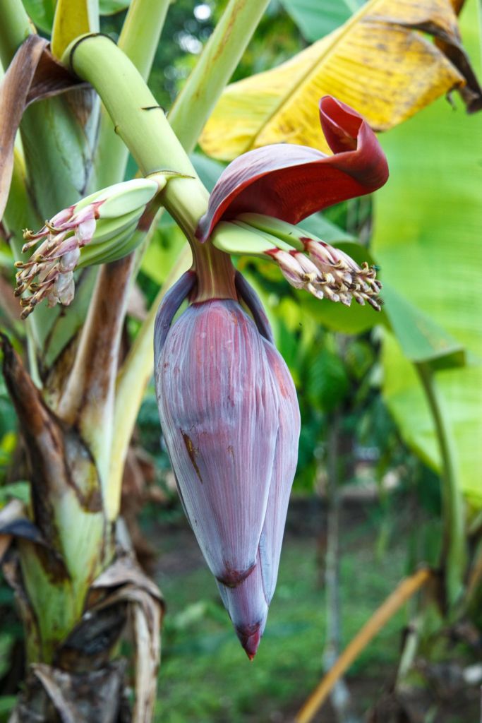 банан растет Таиланд