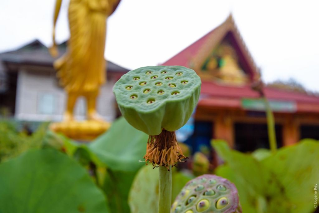 lotos thailand Lotus