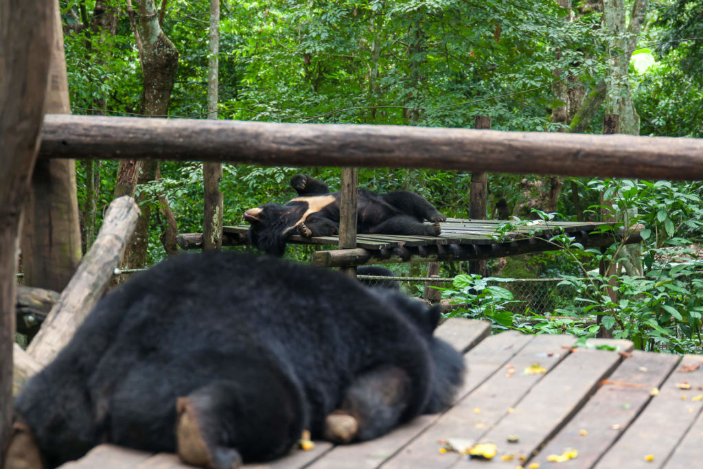 Водопад Куанг Си, Kuang Si Waterfall, Luang Prabang, Laos, Луанг Прабанг, Лаос, , достопримечательность, природа, горы, джунгли, медведь гималайский, зоопарк, Himalayan bear