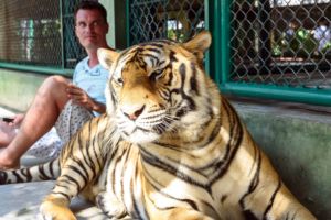 tiger, zoo, Samui Aquarium and Tiger Zoo, Samui, show, Самуи, океанариум, тиргы, зоопарк, шоу животных, развлечения на Самуи, для детей, куда сходить на Самуи