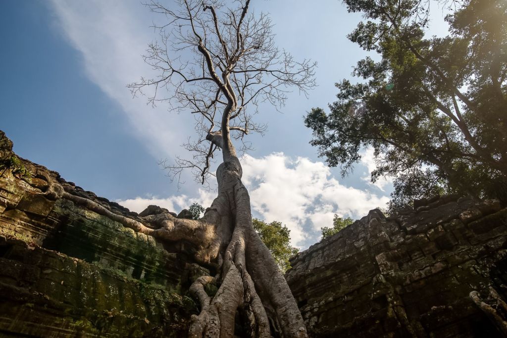 храм Та пром, лара крофт, где снимали расхитительницу гробниц, Камбоджа, Сием Рип, Cambodia, Siem Reap, Angkor , Ангкор,