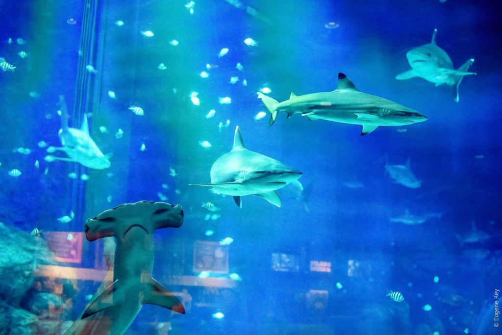 S.E.A. Aquarium, самый большой аквариум в мире, самый большой океанариум, океанариум в Сингапуре, Singapore, Сингапур, достопримечательности Сингапура, что посмотреть в Сингапуре, Сингапур столица, сингапур развлечения, Сентоза Сингапур, парк развлечений в сингапуре, остров сентоза,