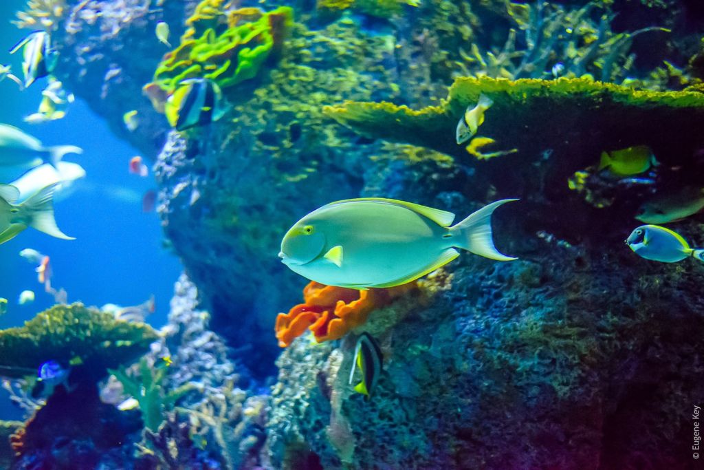 S.E.A. Aquarium, самый большой аквариум в мире, самый большой океанариум, океанариум в Сингапуре, Singapore, Сингапур, достопримечательности Сингапура, что посмотреть в Сингапуре, Сингапур столица, сингапур развлечения, Сентоза Сингапур, парк развлечений в сингапуре, остров сентоза,