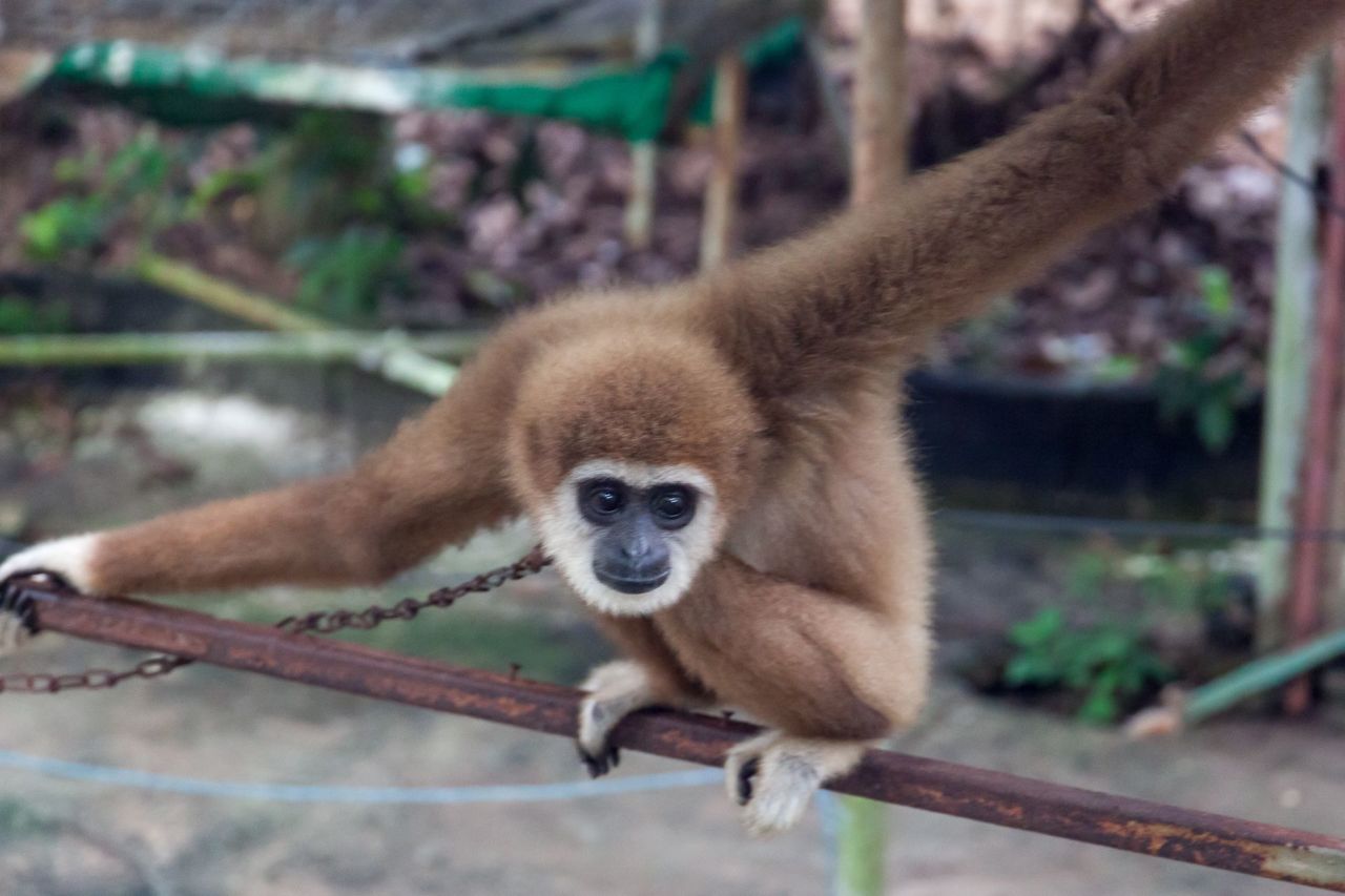 Samui Monkey Center - Mama Asia