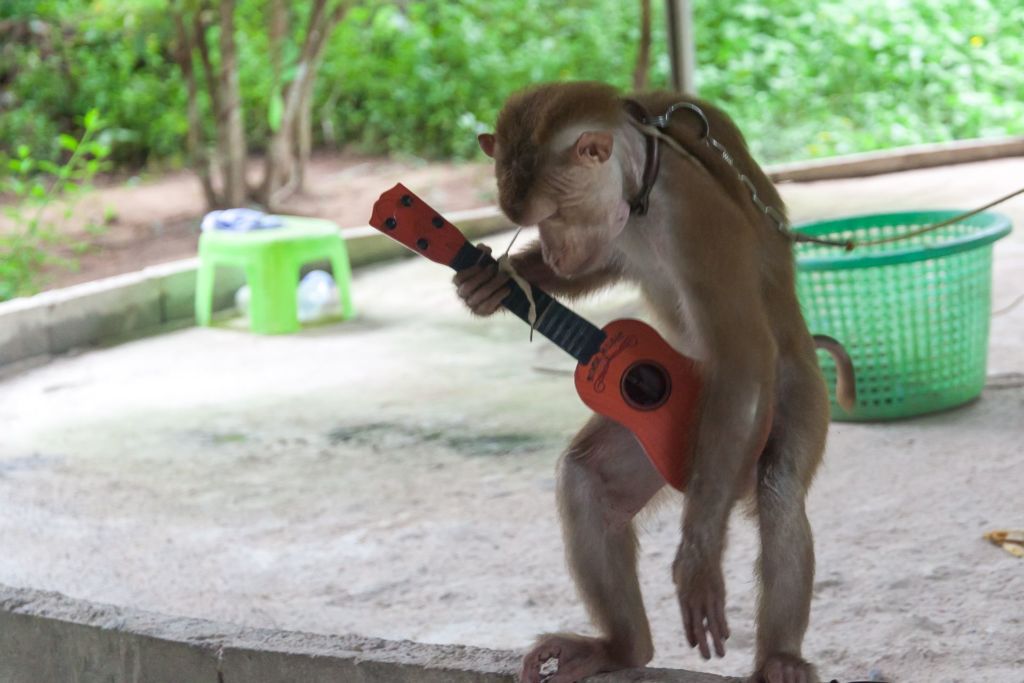 Samui Monkey Center, monkey show, monkey, Samui, манки шоу, манки шоу на Самуи, куда сходить на Самуи, Самуи развлечения для детей, театр обезьян на Самуи, шоу с животными на Самуи, Липа ной Самуи, представление с обезьянами,