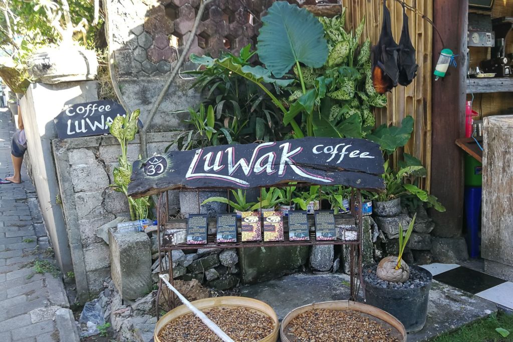 кофе лювак, кофе лувак, самый дорогой кофе, необычный кофе, кофе на Бали, знаменитый кофе лювак, какой на вкус лювак, сколько стоит кофе лювак, копи лювак, кофе из экскрементов, мусанги, летуцие мыши, Танах Лот, Бали, Индонезия, coffee luwak, copi luwak, Bali