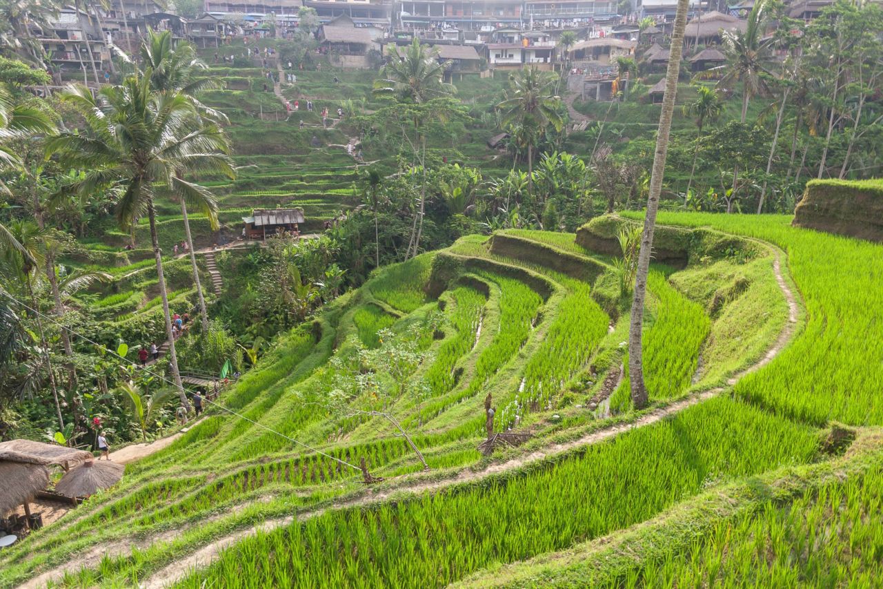 Terase s Bali rižom - Tegallalang u Ubudu