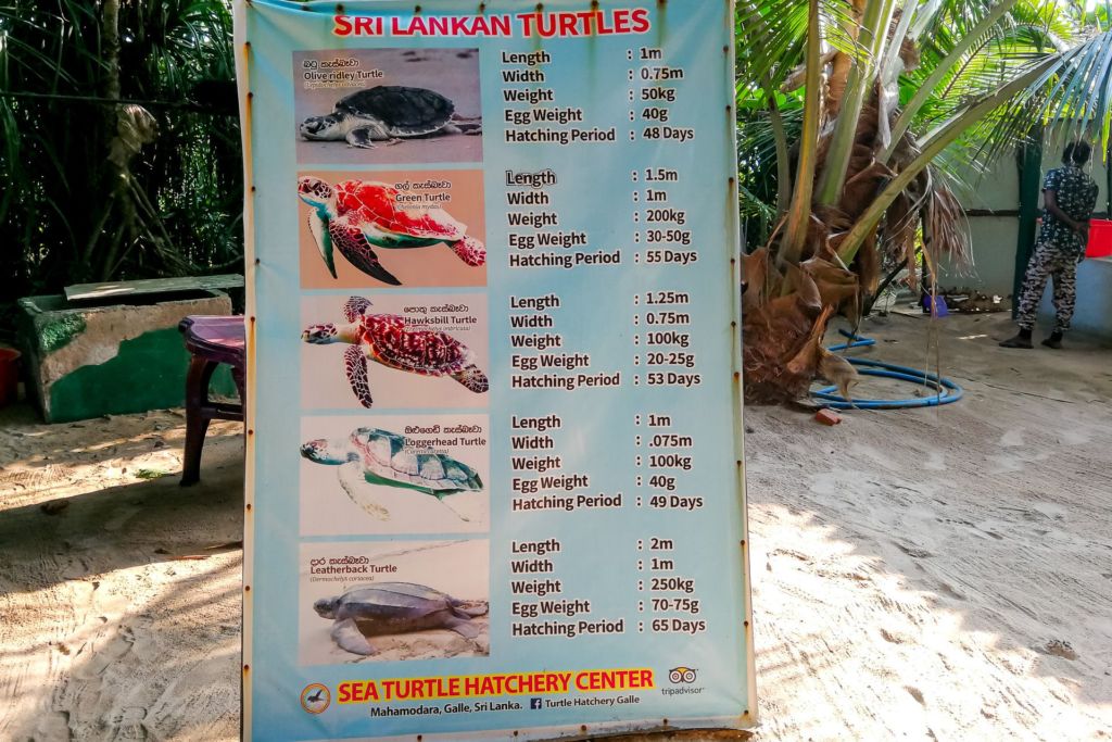 Mahamodara Sea Turtle Hatchery Centre, srilanka, srilanka turtle, Unawatuna turtle, центр спасения черепах Шри-Ланка, где увидеть черепах на Шри-Ланке, черпеахи на Шри-Ланке, Унаватуна развлечения, Унаватуна экскурсии, что посмотреть рядом с Унаватуной, Галле Шри-Ланка что посмотреть, дикая природа Шри-ланка, животные на Шри-Ланке, морские черепахи, защита животных, защита животных на Шри-Ланке, черепаховая ферма на Шри-Ланке, инкубатор черепах на Шри-Ланке,