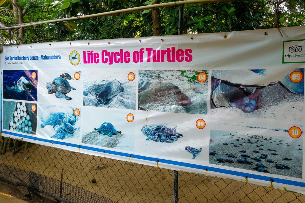 Mahamodara Sea Turtle Hatchery Centre, srilanka, srilanka turtle, Unawatuna turtle, центр спасения черепах Шри-Ланка, где увидеть черепах на Шри-Ланке, черпеахи на Шри-Ланке, Унаватуна развлечения, Унаватуна экскурсии, что посмотреть рядом с Унаватуной, Галле Шри-Ланка что посмотреть, дикая природа Шри-ланка, животные на Шри-Ланке, морские черепахи, защита животных, защита животных на Шри-Ланке, черепаховая ферма на Шри-Ланке, инкубатор черепах на Шри-Ланке,