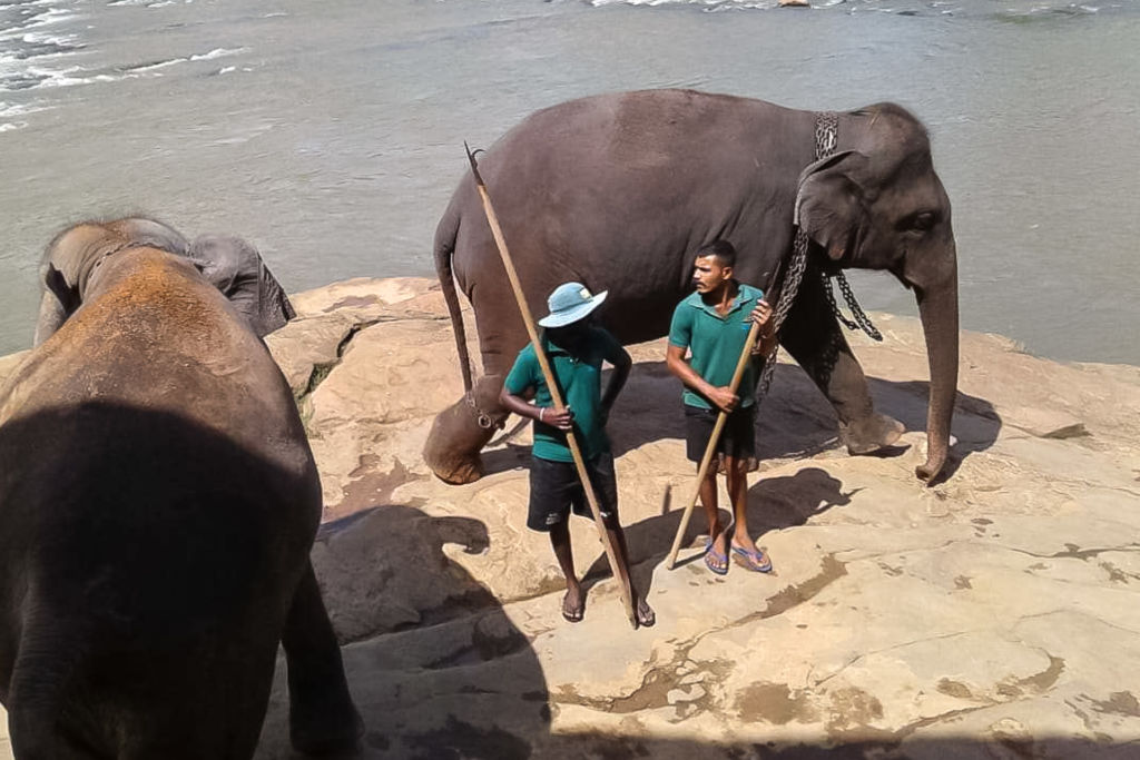 Elephant Orphanage Pinnawala, слоны на Шри-Ланке, питомник слонов Шри-Ланка, где посмотреть слонов на Шри-Ланке, покупать слонов на Шри-Ланке, купание слонов на Шри-Ланке, покормить слонов на Шри-Ланке