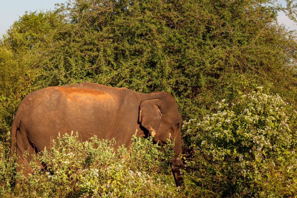 Удавалаве, национальный парк Удавалаве, слоны на Шри-Ланке, питомник слонов Шри-Ланка, где посмотреть слонов на Шри-Ланке, покупать слонов на Шри-Ланке, купание слонов на Шри-Ланке, покормить слонов на Шри-Ланке