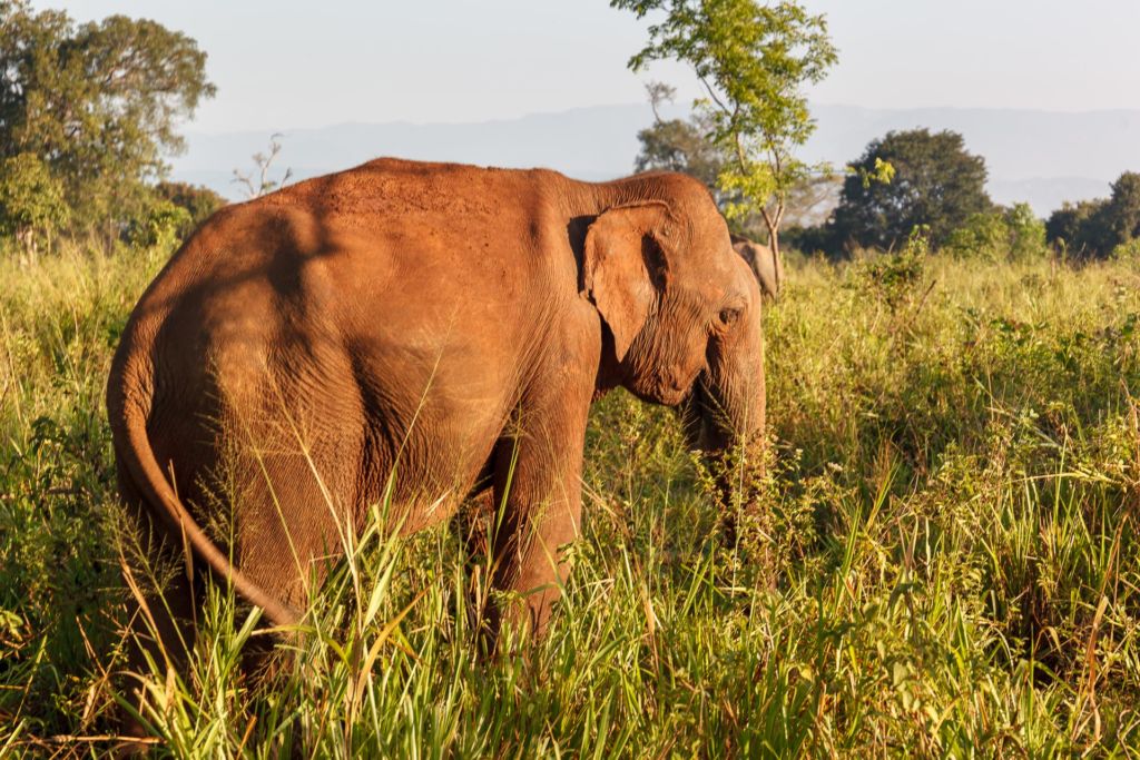 Удавалаве, национальный парк Удавалаве, слоны на Шри-Ланке, питомник слонов Шри-Ланка, где посмотреть слонов на Шри-Ланке, покупать слонов на Шри-Ланке, купание слонов на Шри-Ланке, покормить слонов на Шри-Ланке, Udawalawe