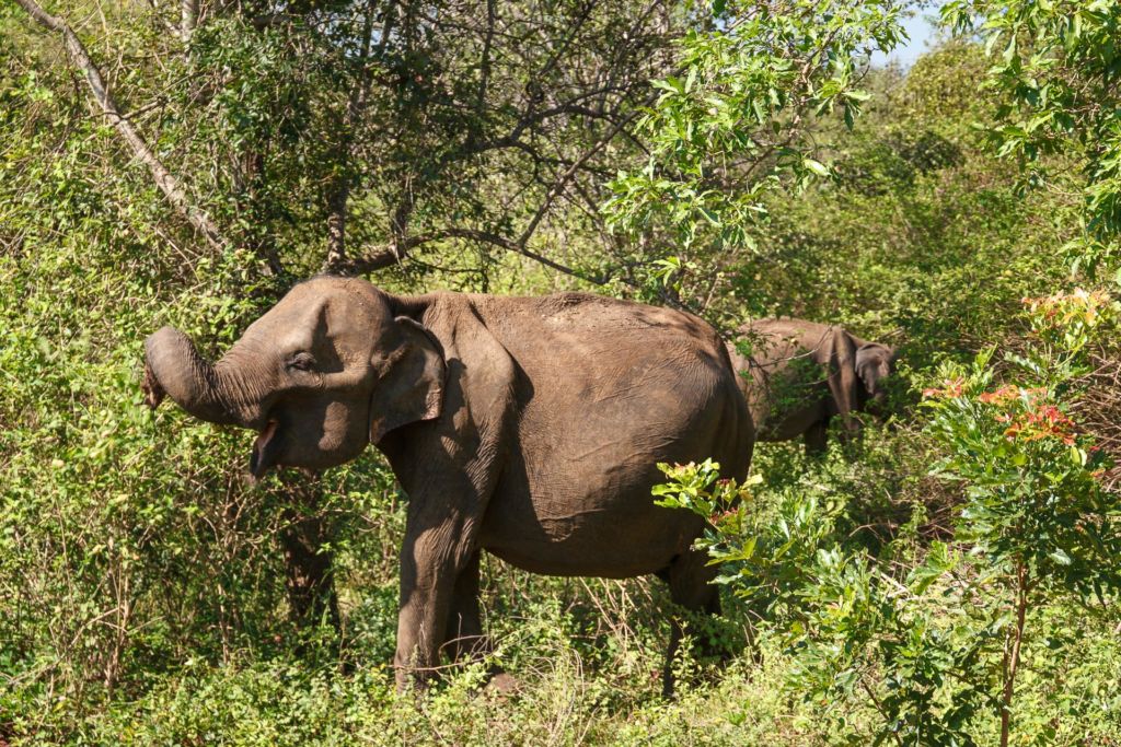 Удавалаве, национальный парк Удавалаве, слоны на Шри-Ланке, питомник слонов Шри-Ланка, где посмотреть слонов на Шри-Ланке, покупать слонов на Шри-Ланке, купание слонов на Шри-Ланке, покормить слонов на Шри-Ланке, Udawalawe